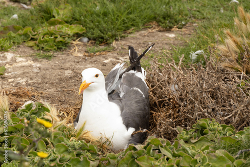 Western Seagull sitting on nest in grass on Anacapa Island, Channel Islands National Park, California photo