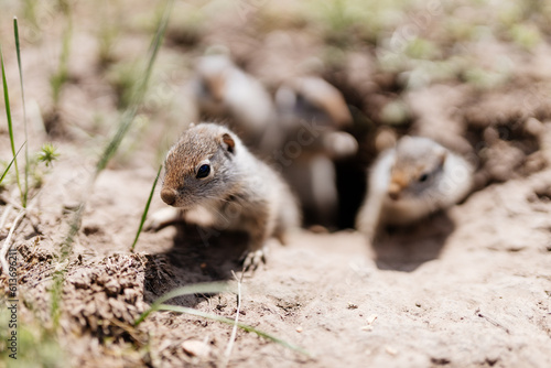 Gophers in wildlife among the grass near the holes. Gopher cubs near a hole on a sunny summer day. Wild animals in their natural habitat.