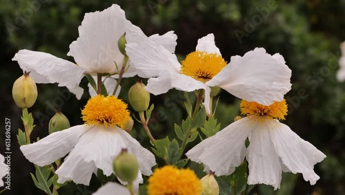  California tree poppy (Romneya coulteri). Large white flowers with a diameter of 10-18 cm. Many wild plants still bloom in early summer in California. photo