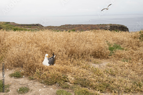 Western Seagull nesting on Anacapa Island on a foggy day, Channel Islands National Park, California photo