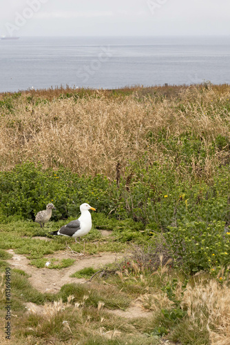 Western Seagull with chick in grass on Anacapa Island, Channel Islands National Park, California photo