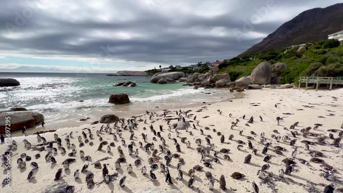 Penguin colony Simon's town gathered on Boulder Beach Water's Edge South Africa Netflick Penguins Town early morning sunrise clouds bright sun scenic ocean coastline Cape Town slow motion pan left