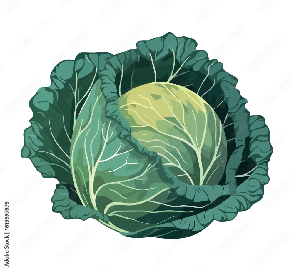 Obraz premium Fresh organic vegetarian cabbage, a healthy meal
