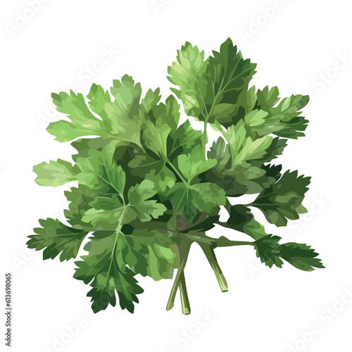 Fresh green herbs parsley for healthy eating