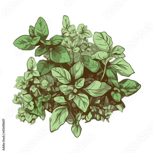 Fresh herbs for healthy cooking