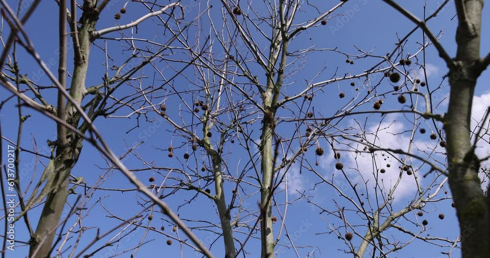 sycamore tree in sunny weather in early spring, young sycamore without foliage in early spring sycamore tree in sunny weather in early spring, young sycamore without foliage in early spring