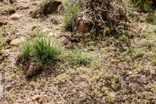 The ground squirrel sits near its hole. Close-up of a small gopher cub. Photo of a wild animal in its natural environment.