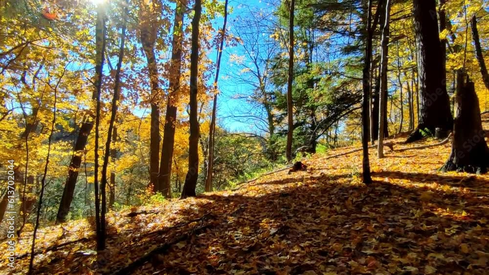 Panoramic view of the autumn leaf colour in the forest Panoramic view of the autumn leaf colour in the forest