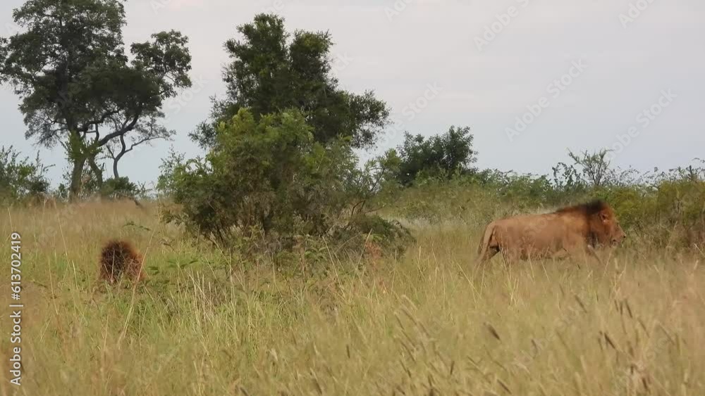 Lions rest next to a bush in the African savannah of Kruger National Park. Lions rest next to a bush in the African savannah of Kruger National Park.