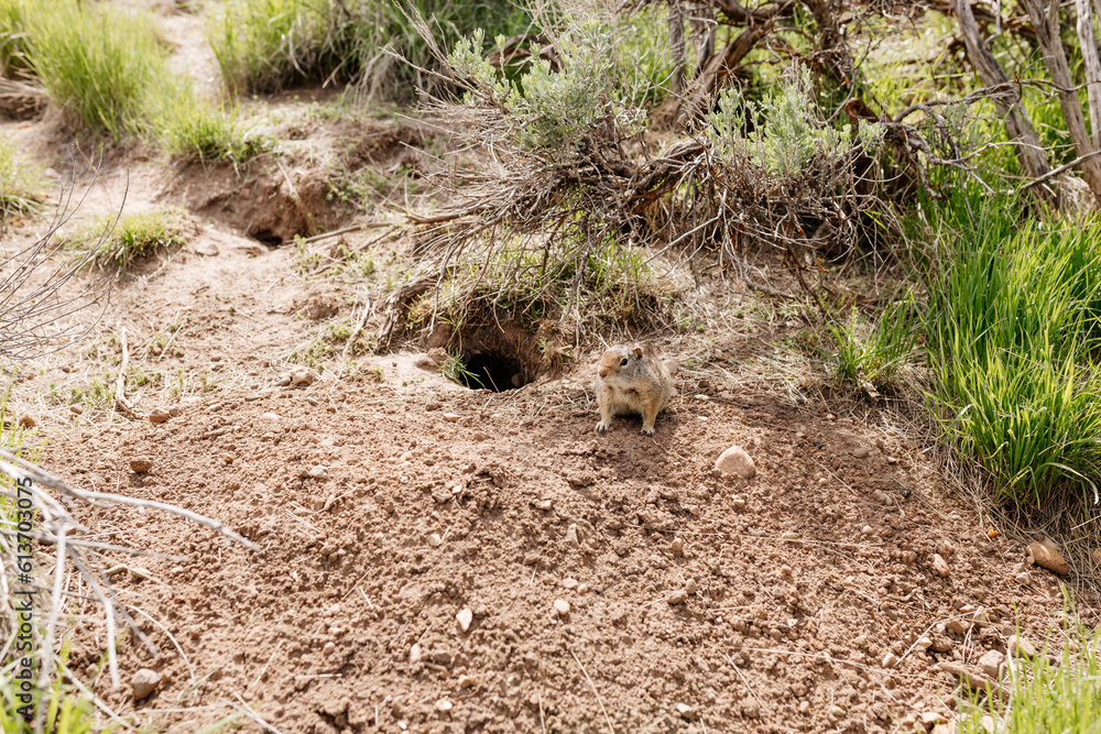 The ground squirrel sits near its hole. Close-up of a small gopher cub. Photo of a wild animal in its natural environment. The ground squirrel sits near its hole. Close-up of a small gopher cub. Photo of a wild animal in its natural environment.