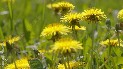 The yellow daisy flowers in the garden field on a sunny spring day in Estonia
