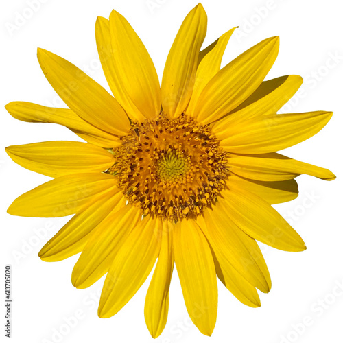 Common sunflower Plant