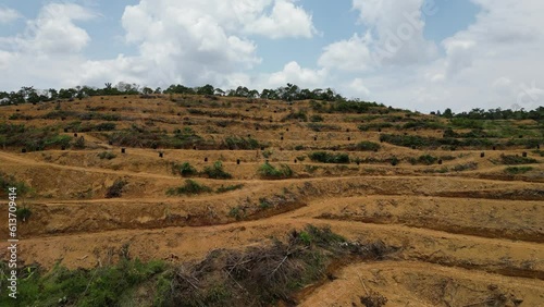 Aerial view of  car driving over deforestation's hill logging activity and turned into orchard