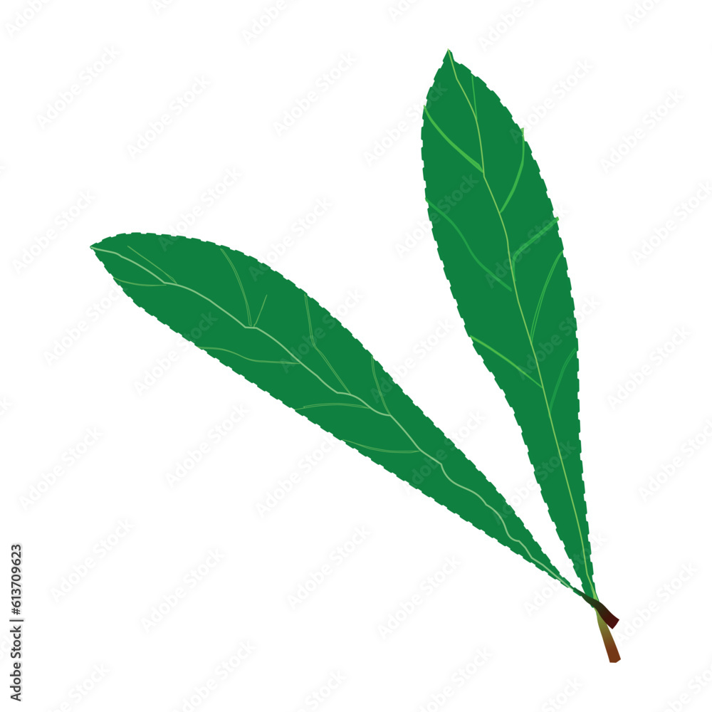 Green leaves on a white background. Vector illustration. Green leaves on a white background. Vector illustration.