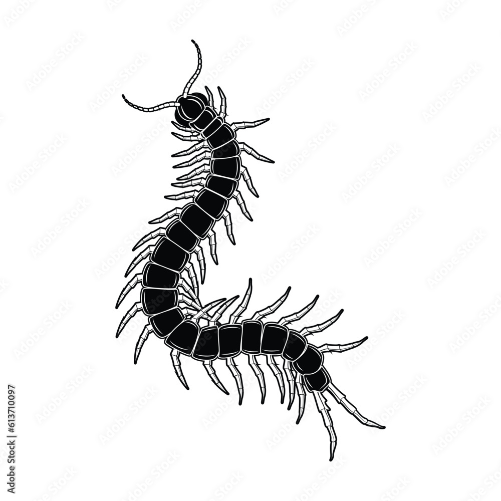 Vector illustration of centipede. Isolated on white background. Vector illustration of centipede. Isolated on white background.