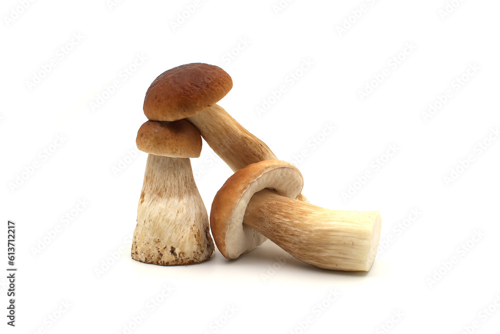 Boletus edulis, Cep, Penny Bun Bolete mushroom Boletus edulis, Cep, Penny Bun Bolete mushroom