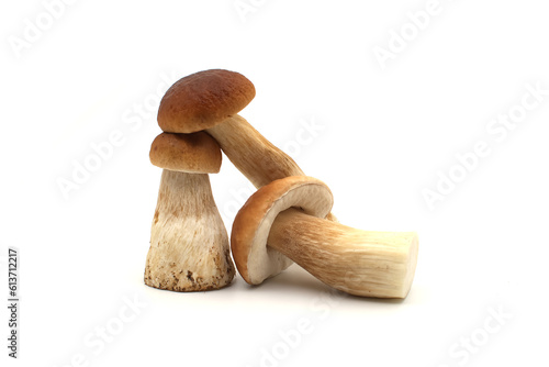 Boletus edulis, Cep, Penny Bun Bolete mushroom
