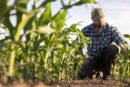 Young farmer in corn fields