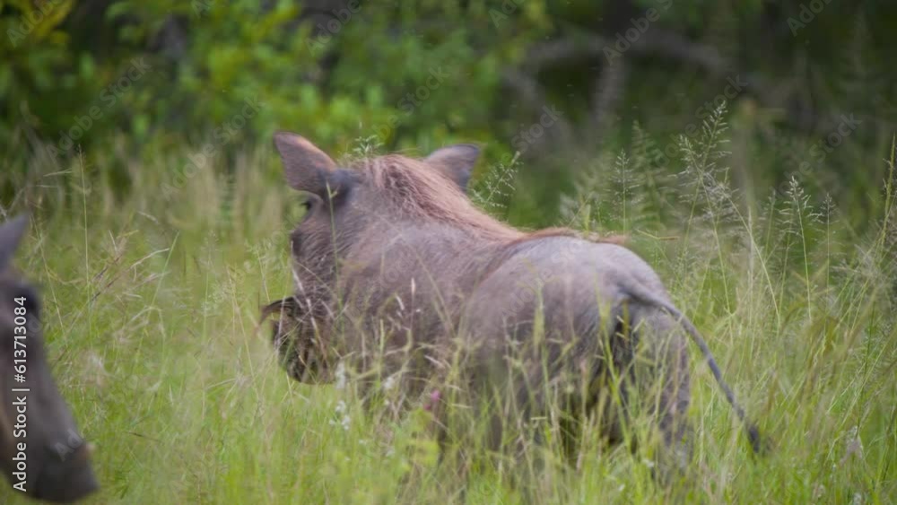 African Warthogs wagging tails, walking in tall green savannah grass. African Warthogs wagging tails, walking in tall green savannah grass.