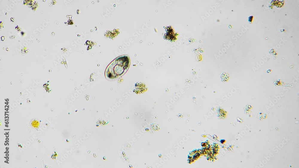 Isolated macro footage of infusoria moving in drop of pond water among ...