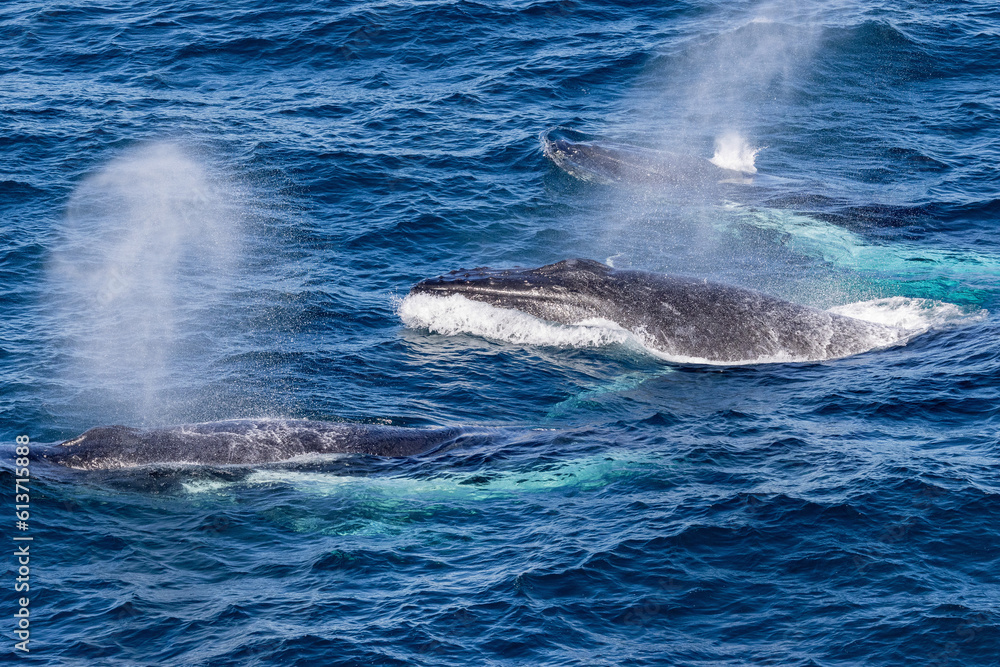 Fototapeta premium Humpback Whales blowing off water as they surface for air off Sydney Australia