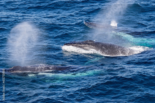 Humpback Whales blowing off water as they surface for air off Sydney Australia