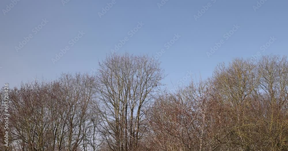 trees of different varieties in the spring season , bare deciduous trees in the warm spring season trees of different varieties in the spring season , bare deciduous trees in the warm spring season