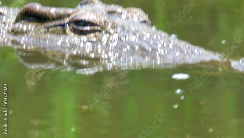 Crocidle eye blink close up cros swimming swim in river pond lake Kruger Park National Park wild life fresh water South Africa bubbles in greenish dirt algae water pan follow