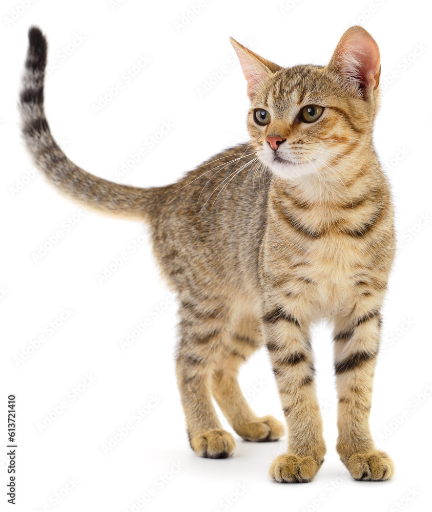 Kitten on white background. Kitten on white background.