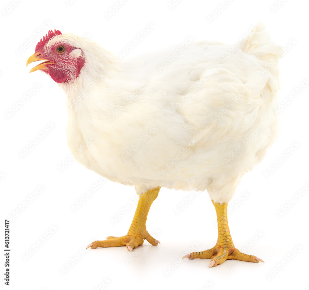 white hen isolated.