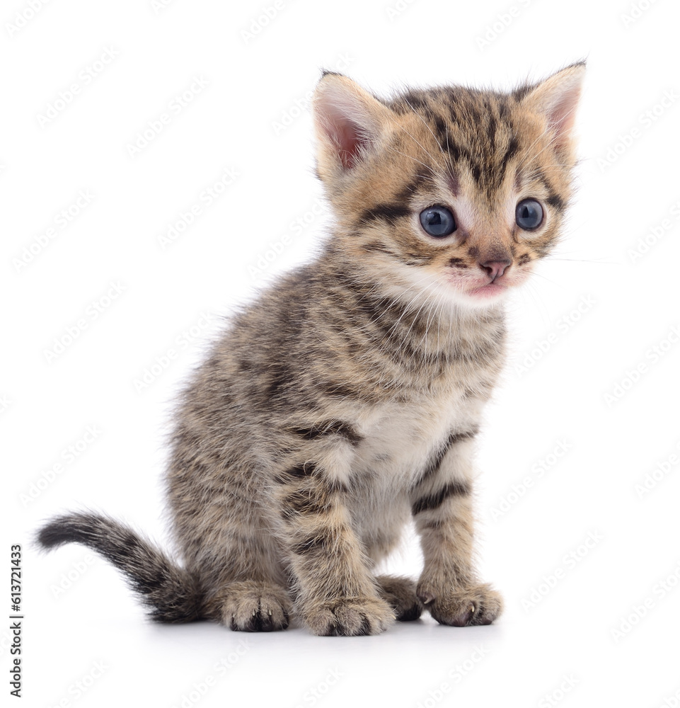 Kitten on white background.