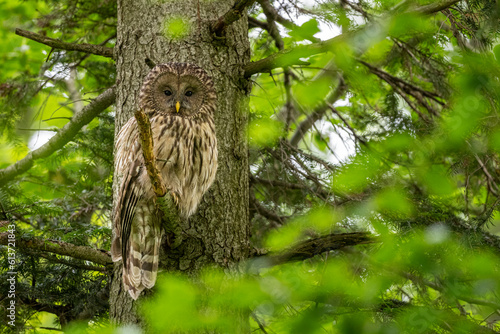 Fototapeta Naklejka Na Ścianę i Meble -  Ural owl (Strix uralensis), Bieszczady Mountains, Poland.