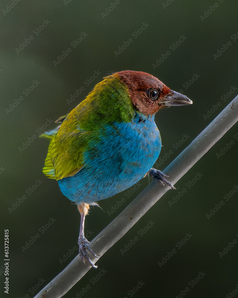 Obraz premium Tangara gyrola