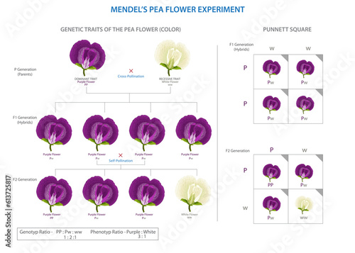 Mendel's pea flower experiment established the laws of inheritance, revealing how traits are passed from parent to offspring through genetic factors.