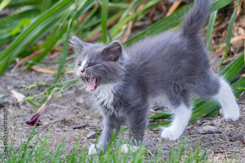 Small cute long haired gray kitten yawning