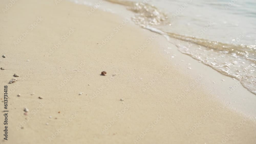 Close up Waves beach hermit crab inside shell running sandy. Close up Waves beach hermit crab inside shell running sandy.