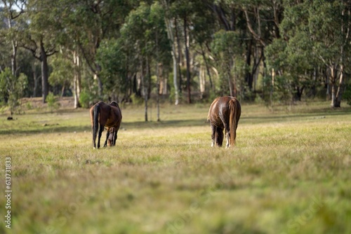 Wild horses grazing on grass on a ranch in America.