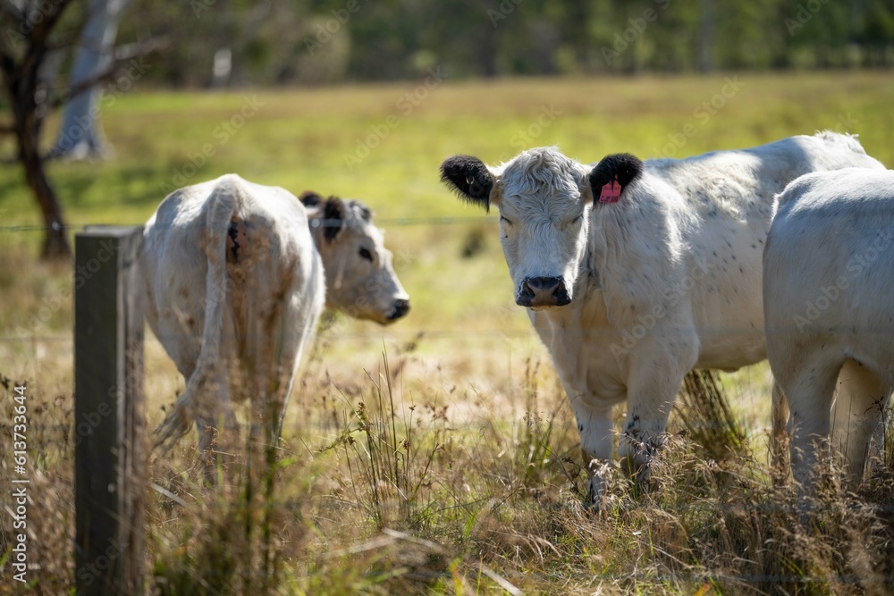 Fototapeta premium Beautiful healthy sustainable cows grazing in a field 