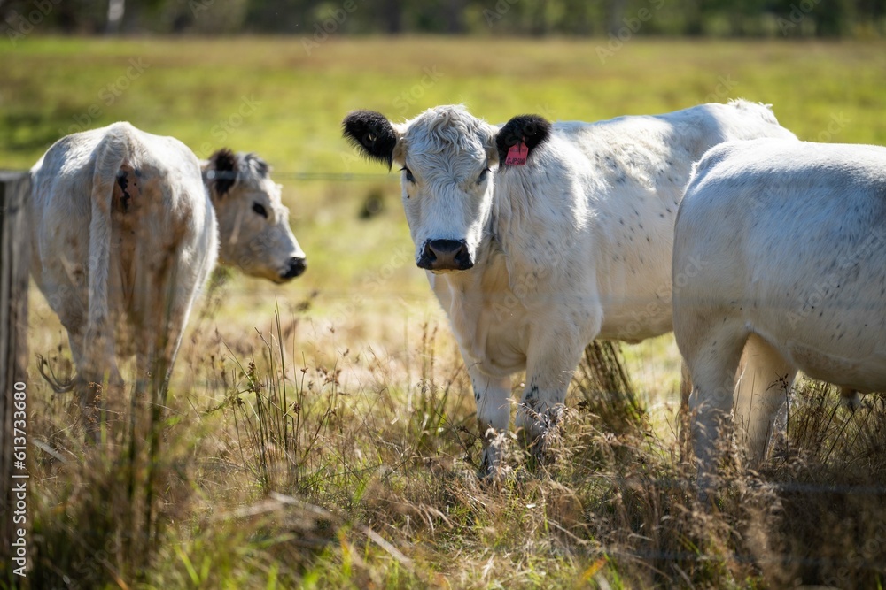 Fototapeta premium Beautiful Sustainable Cows Grazing on Native Pastures: A Serene Ranching Experience in America
