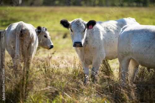 Fototapeta Naklejka Na Ścianę i Meble -  Beautiful Sustainable Cows Grazing on Native Pastures: A Serene Ranching Experience in America