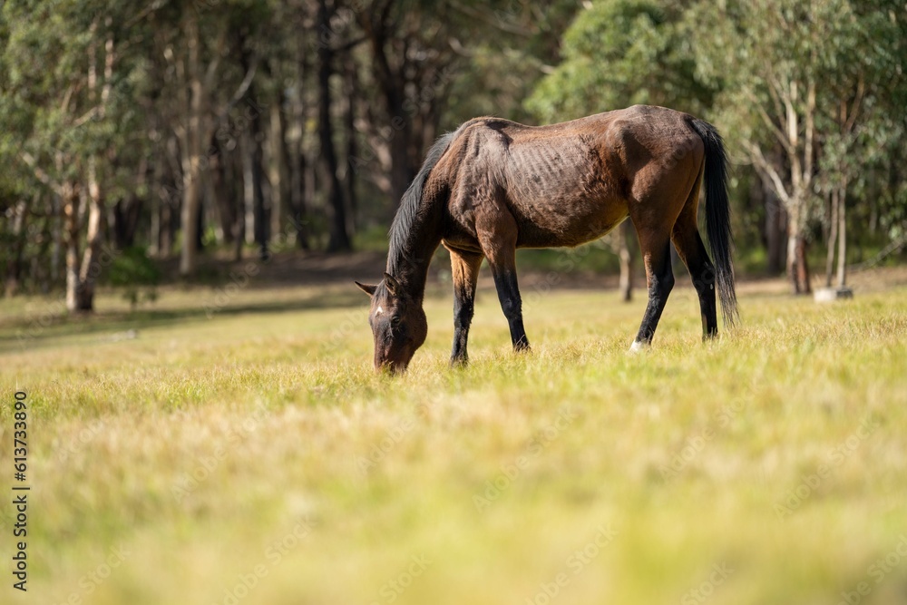 regenerative agriculture producing sustainable cows in a meadow on a farm regenerative agriculture producing sustainable cows in a meadow on a farm