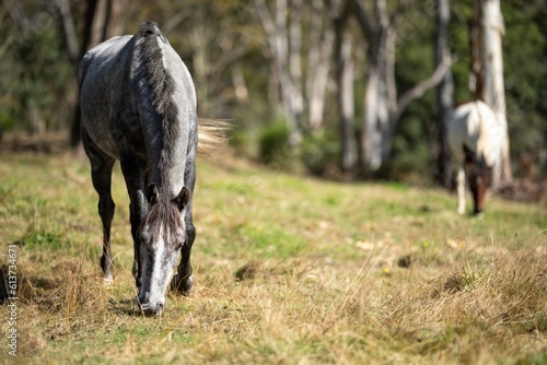 Wild horses grazing on grass on a ranch in America.