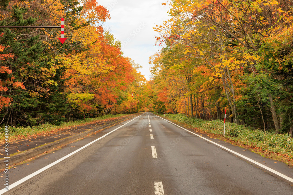 Fototapeta premium 秋の紅葉した並木と道「秋の北海道・屈斜路摩周湖畔線」
