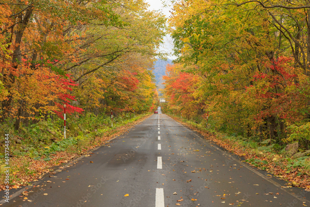 Obraz premium 秋の紅葉した並木と道「秋の北海道・屈斜路摩周湖畔線」