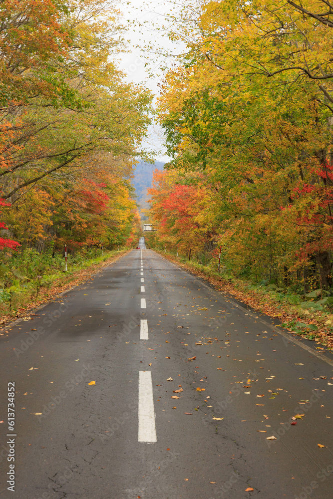 Obraz premium 秋の紅葉した並木と道「秋の北海道・屈斜路摩周湖畔線」