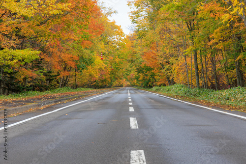 秋の紅葉した並木と道「秋の北海道・屈斜路摩周湖畔線」 © yoshitani