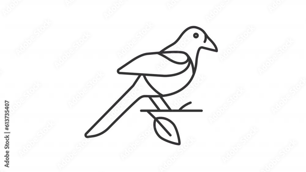Animated oriental magpie line icon. Bird on branch animation. Korea nature. National symbol. Wild animal. Loop HD video with alpha channel, transparent background. Outline motion graphic Animated oriental magpie line icon. Bird on branch animation. Korea nature. National symbol. Wild animal. Loop HD video with alpha channel, transparent background. Outline motion graphic