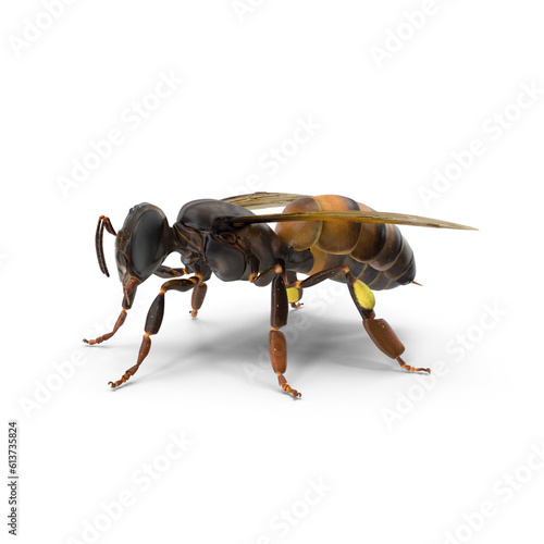 big drone bee (male honey bee) close up