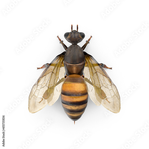 big drone bee (male honey bee) close up