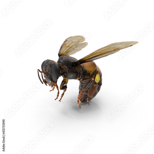 big drone bee (male honey bee) close up